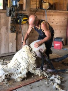 photo shearing