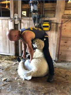 photo shearing