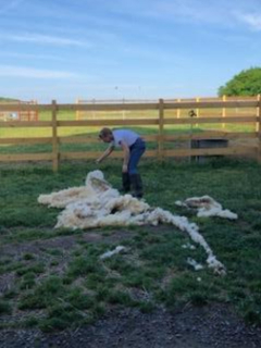 photo shearing