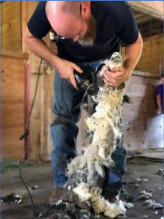 photo shearing