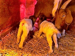 photo Brandi, Polar, and Vortex