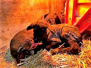 photo Mikas baby boys