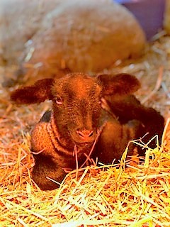 photo Buttons baby boy