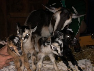 photo Dakota and four babies