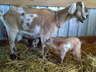 photo Brie and her babies