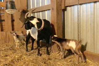 photo Penny and her babies