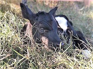 photo Bella baby boy