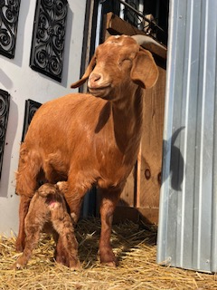 photo Edith and baby Monica