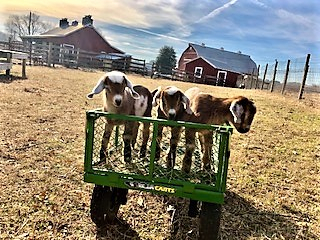 photo Coconut, Cinnamon, and Sage