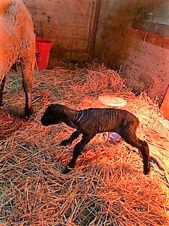 photo Pegasus and baby