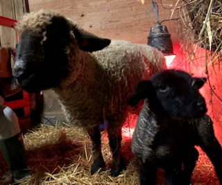 photo Hermione & baby