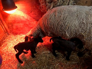 photo Lay Ba Baby baby boys