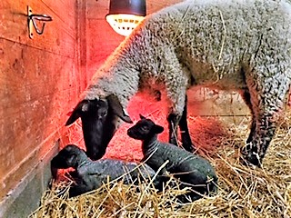 photo Muffin and babies