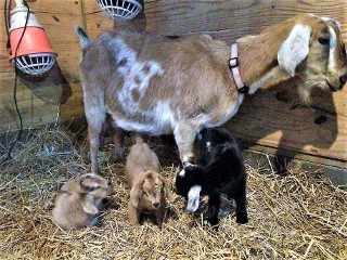photo Brie and babies