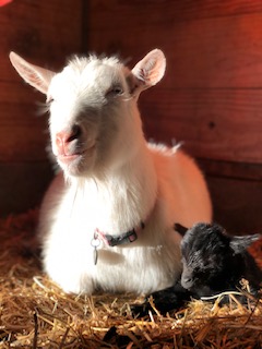 photo Seven and baby