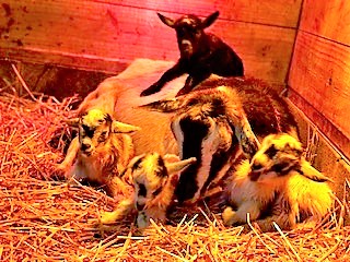 photo Dakota and babies