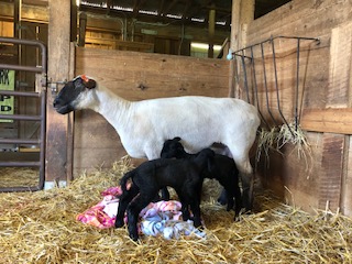 photo Buttons and babies