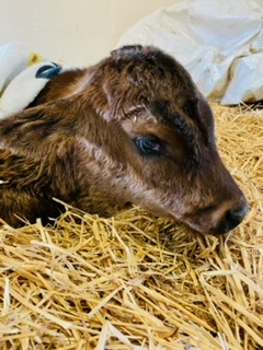 photo Daisy's calf, Tate
