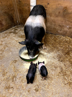 photo Daisy and two piglets