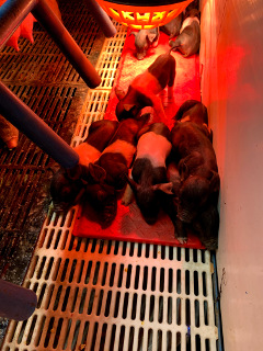 photo piglets top view