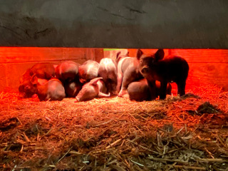 photo piglets side view