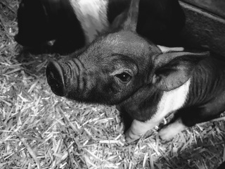 photo Daisy's piglet, closeup