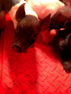 photo Daisy's piglet, closeup