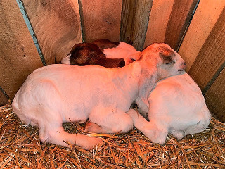 photo goat Laney and babies