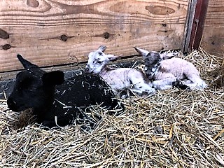 photo sheep Muffin and babies