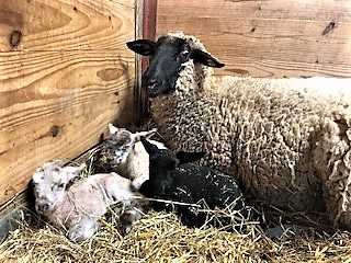 photo sheep Muffin and babies