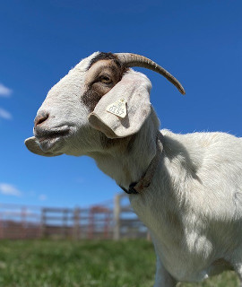photo goat Laney
