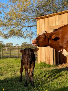 photo cow Ruby with baby
