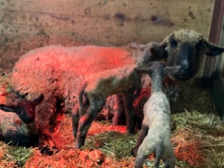 photo sheep Hermione and her babies