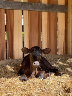 photo cow baby Jade