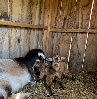 photo goat Sassy and her babies