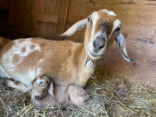 photo goat Brie and her baby girl