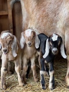 photo goat Gazelle's baby boys