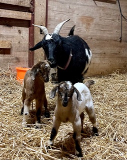 photo goat Mabel and her babies