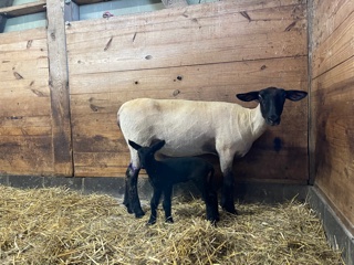 photo sheep Rosa and her lamb, Luna