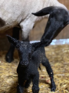 photo sheep Martha and her lamb