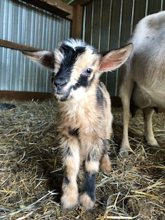 photo goat Astrid and her baby boy