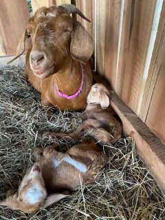 photo goat Edith and her babies