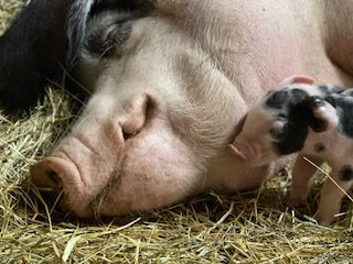 photo pig Peppa and one piglet