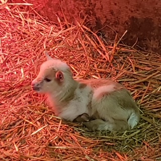 photo sheep Muffin and babies