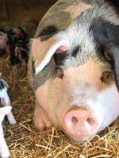 photo pig Peppa