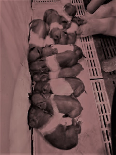 photo Daisy's piglets