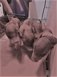 photo Daisy's piglets