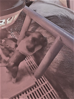 photo Daisy's piglets