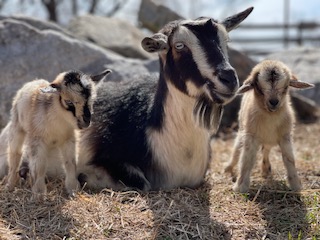 photo Daisy's piglets