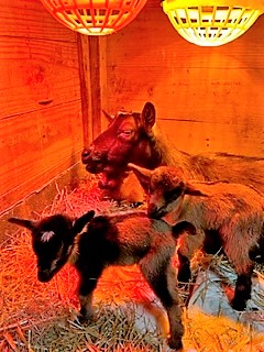 photo Rosemary's babies